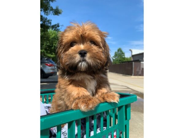 Lhasa Apso DOG Male Brown with black/white 6558 Petland Montgomery, Alabama