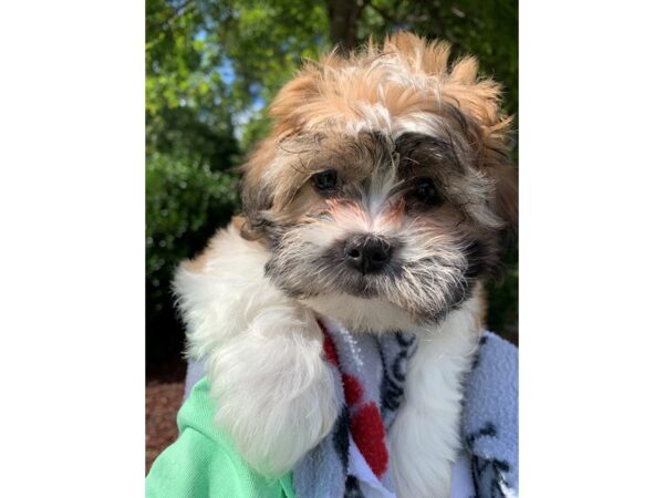 Teddy Bear DOG Female Black/White 6586 Petland Montgomery, Alabama