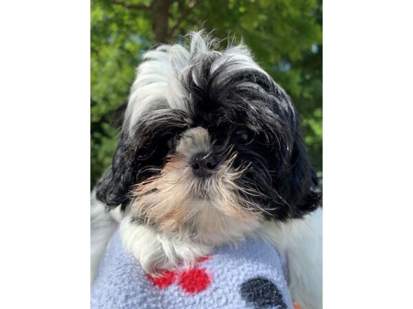 Shih Tzu DOG Female Black / White 6584 Petland Montgomery, Alabama