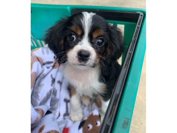 Cavalier King Charles Spaniel DOG Male TRI 6579 Petland Montgomery, Alabama