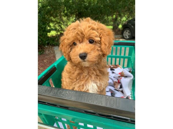 2nd Generation Mini Goldendoodle DOG Female Red 6583 Petland Montgomery, Alabama