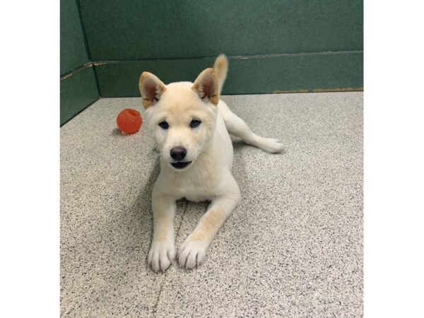 Shiba Inu DOG Female Cream 6580 Petland Montgomery, Alabama