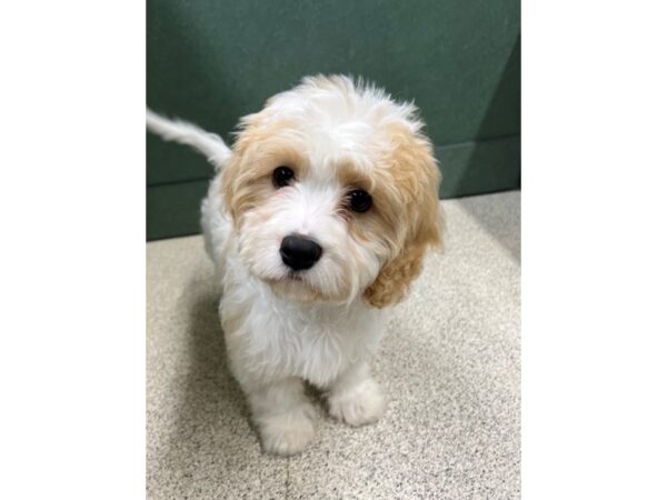 Cavachon DOG Male Blenheim 6578 Petland Montgomery, Alabama