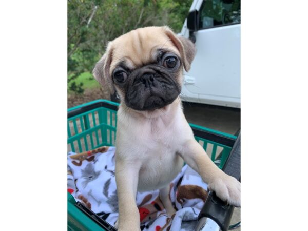 Pug DOG Female FAWN 6590 Petland Montgomery, Alabama