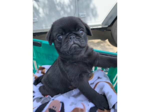 Pug DOG Male Black 6591 Petland Montgomery, Alabama