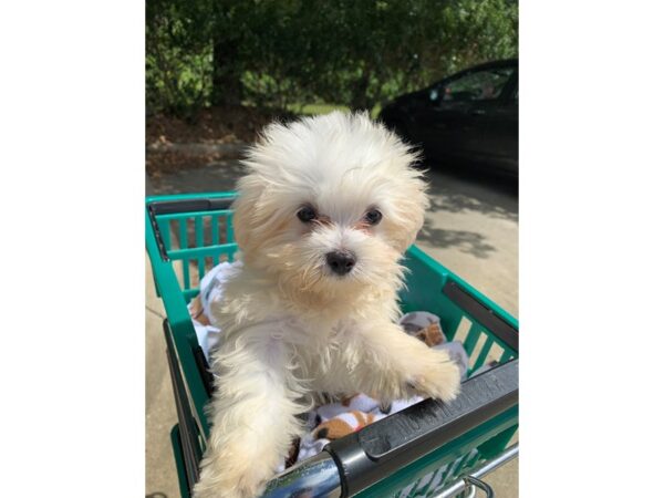 Maltese-DOG-Male-White-6588-Petland Montgomery, Alabama