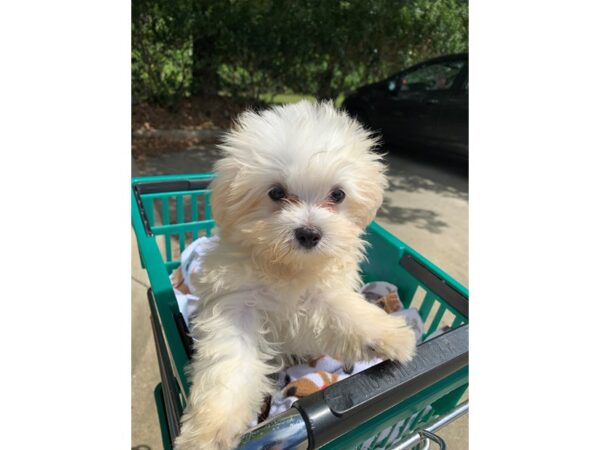 Maltese DOG Male White 6588 Petland Montgomery, Alabama