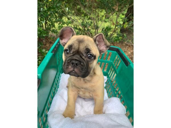 French Bulldog-DOG-Female-Fawn with black-6589-Petland Montgomery, Alabama