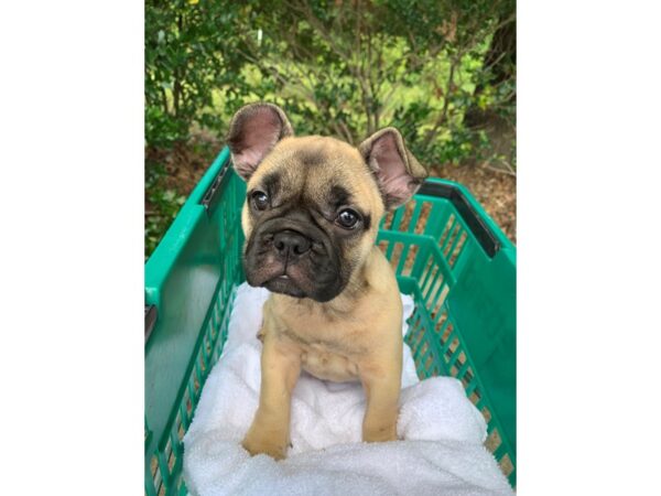 French Bulldog DOG Female Fawn with black 6589 Petland Montgomery, Alabama