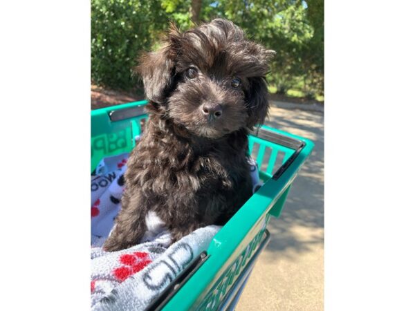 Pompoo DOG Male Black 6600 Petland Montgomery, Alabama