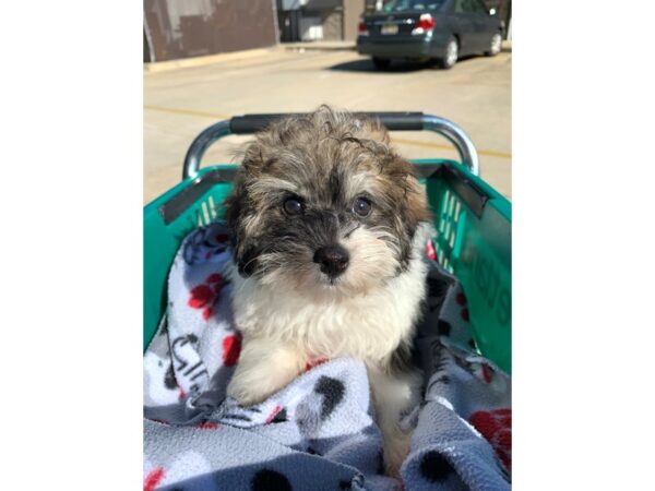 Pompoo DOG Male TRI 6599 Petland Montgomery, Alabama