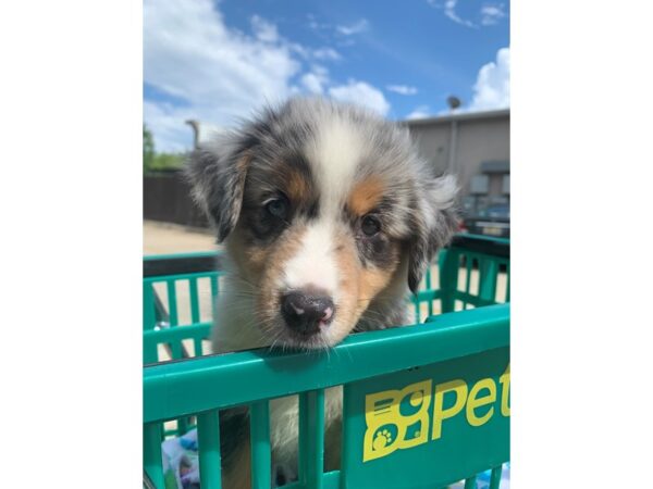 Miniature American Shepherd DOG Female Black 6597 Petland Montgomery, Alabama