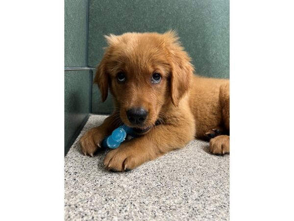 Golden Retriever DOG Female Golden 6598 Petland Montgomery, Alabama