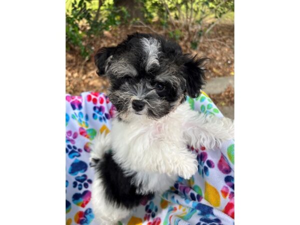 Hava-Poo DOG Female Black 6594 Petland Montgomery, Alabama