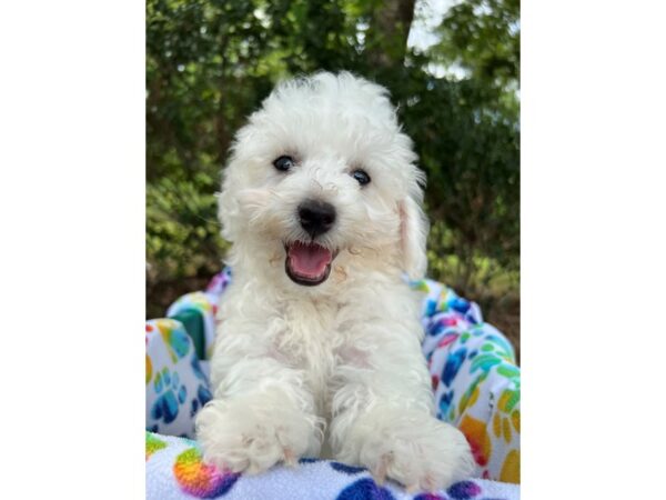 Bichon Frise DOG Male White 6595 Petland Montgomery, Alabama