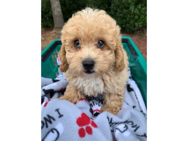 Miniature Poodle-DOG-Male-Apricot-6601-Petland Montgomery, Alabama