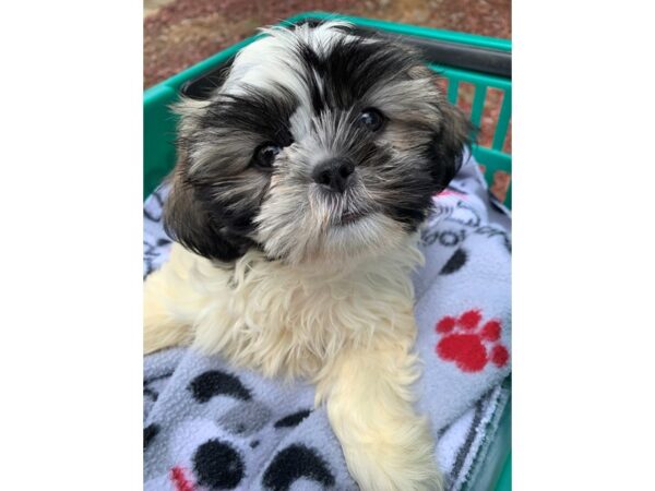 Shih Tzu DOG Female Sable / White 6602 Petland Montgomery, Alabama