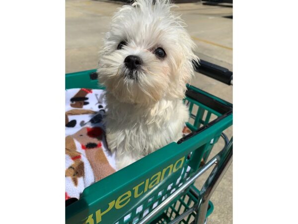 Maltese DOG Female White 6587 Petland Montgomery, Alabama