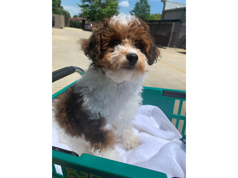Cavapoo Puppy Chocolate / White ID:6596 Located at Petland Montgomery ...