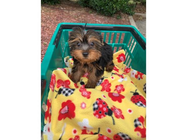 Yorkshire Terrier DOG Female Black/Tan 6609 Petland Montgomery, Alabama