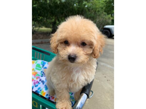 Maltipoo DOG Male Cream 6607 Petland Montgomery, Alabama