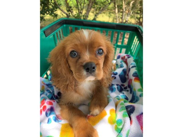 Cavalier King Charles Spaniel-DOG-Male-Ruby-6606-Petland Montgomery, Alabama