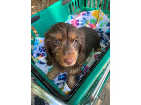 Dachshund DOG Female Chocolate and Tan 6611 Petland Montgomery, Alabama