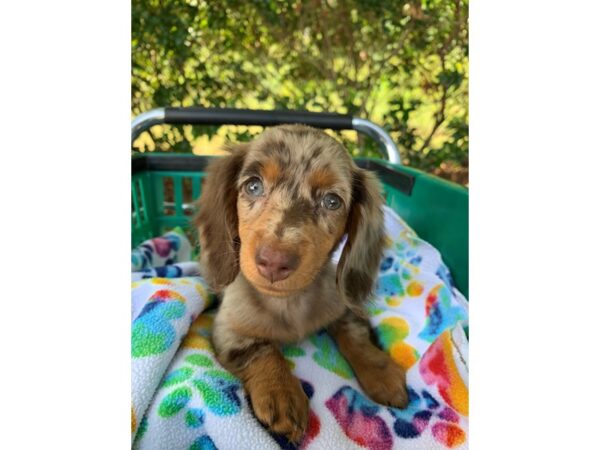 Dachshund DOG Female Chocolate Dapple 6612 Petland Montgomery, Alabama