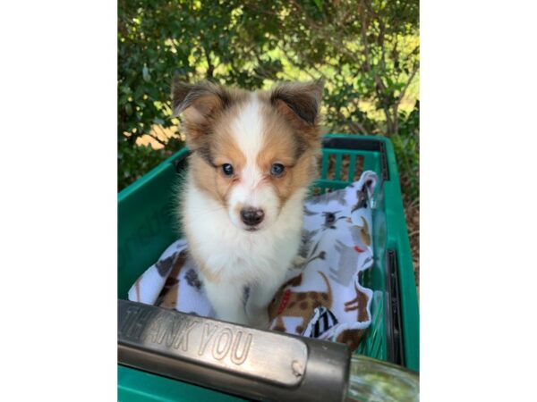 Shetland Sheepdog DOG Male Sable Merle 6618 Petland Montgomery, Alabama