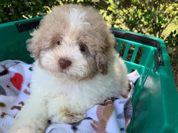 Miniature Poodle-DOG-Male-Chocolate Parti-6613-Petland Montgomery, Alabama