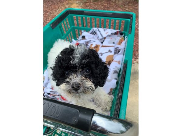 Miniature Poodle DOG Female BLACK PARTI 6614 Petland Montgomery, Alabama