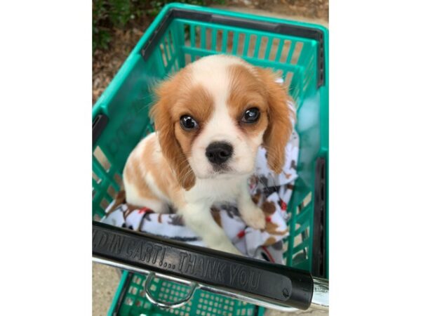 Cavalier King Charles Spaniel-DOG-Female-Blenheim-6620-Petland Montgomery, Alabama