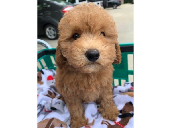 2nd Generation Mini Goldendoodle DOG Female Golden 6622 Petland Montgomery, Alabama