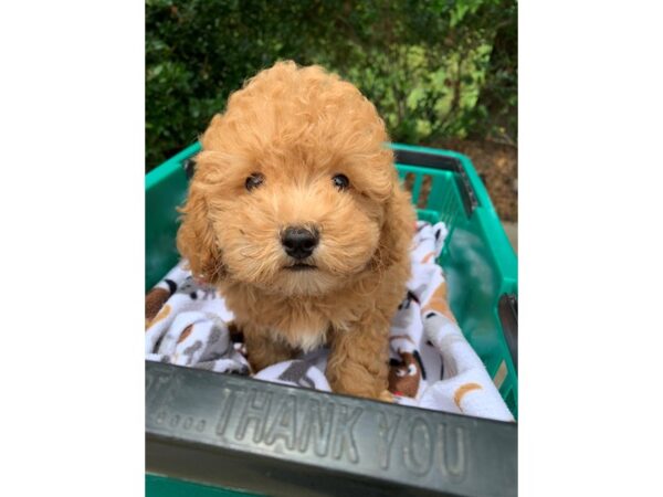 2nd Generation Mini Goldendoodle DOG Male Golden 6621 Petland Montgomery, Alabama