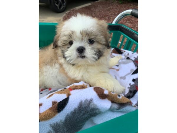 Shih Tzu DOG Female Brown/White 6616 Petland Montgomery, Alabama