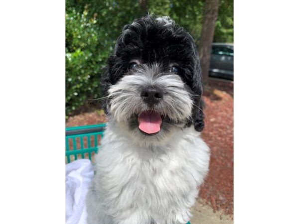 Coton De Tulear DOG Female Black / White 6619 Petland Montgomery, Alabama