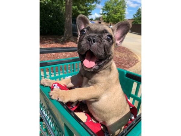 French Bulldog-DOG-Female-FAWN-6605-Petland Montgomery, Alabama