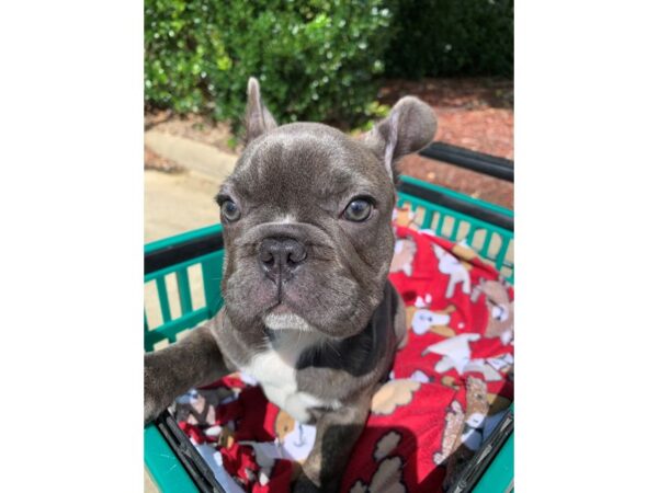 French Bulldog DOG Male Blue Brindle 6604 Petland Montgomery, Alabama