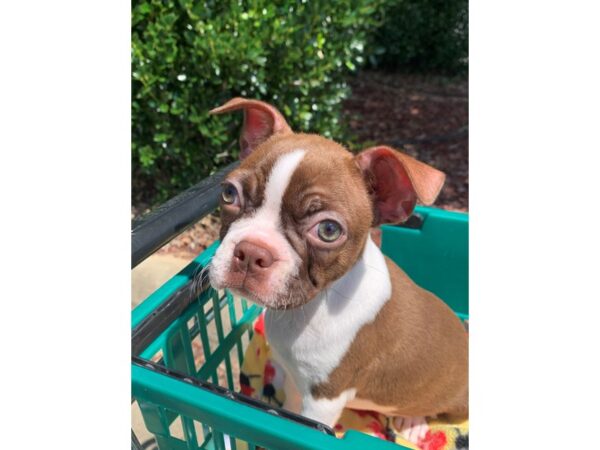 Boston Terrier DOG Female SEAL/WHITE 6617 Petland Montgomery, Alabama