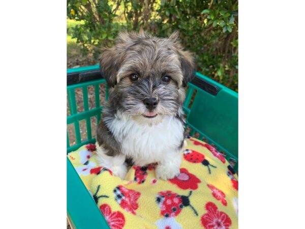 Havanese DOG Male Sable 6624 Petland Montgomery, Alabama