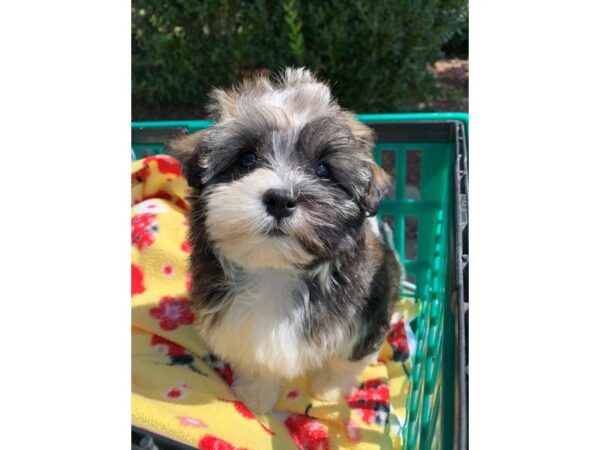 Havanese DOG Female Sable 6623 Petland Montgomery, Alabama