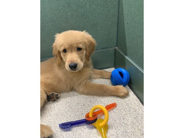 Golden Retriever DOG Female Golden 6625 Petland Montgomery, Alabama