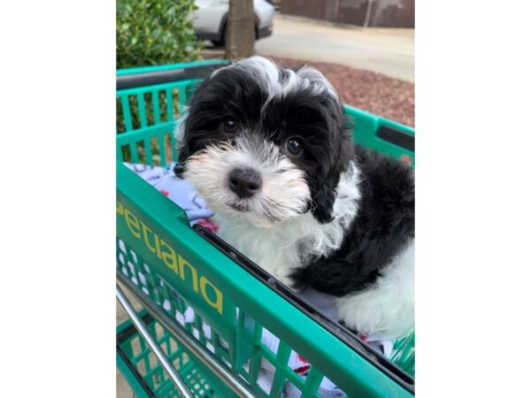 Teddy Bear DOG Male Black / White 6628 Petland Montgomery, Alabama