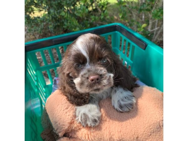 Cocker Spaniel DOG Male Chocolate/White 6626 Petland Montgomery, Alabama