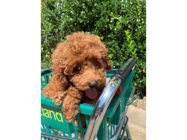 Miniature Poodle DOG Male Red 6629 Petland Montgomery, Alabama