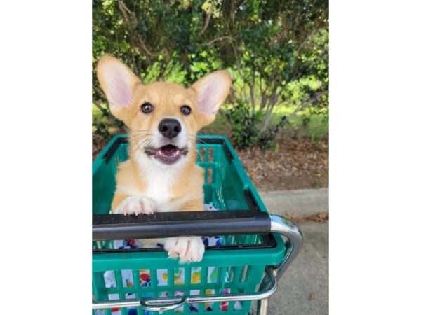 Pembroke Welsh Corgi DOG Male brown/white 6627 Petland Montgomery, Alabama