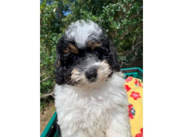 Miniature Poodle DOG Male Black/White 6632 Petland Montgomery, Alabama