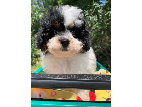 Miniature Poodle DOG Female Black/White 6633 Petland Montgomery, Alabama