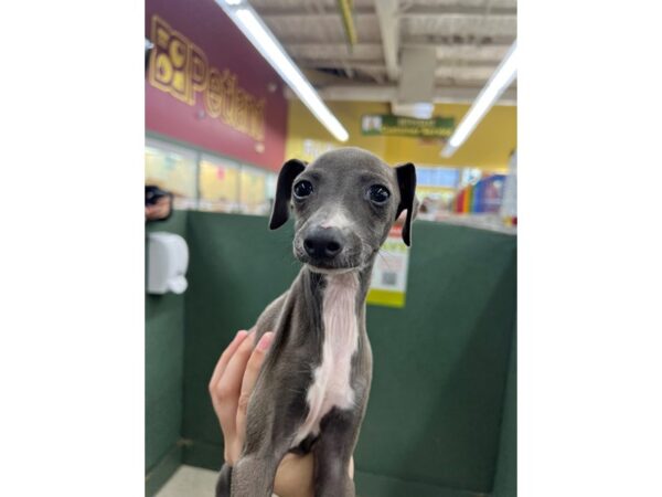 Italian Greyhound DOG Female Blue w/White 6635 Petland Montgomery, Alabama