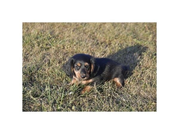 Dachshund DOG Male Black / Tan 6638 Petland Montgomery, Alabama